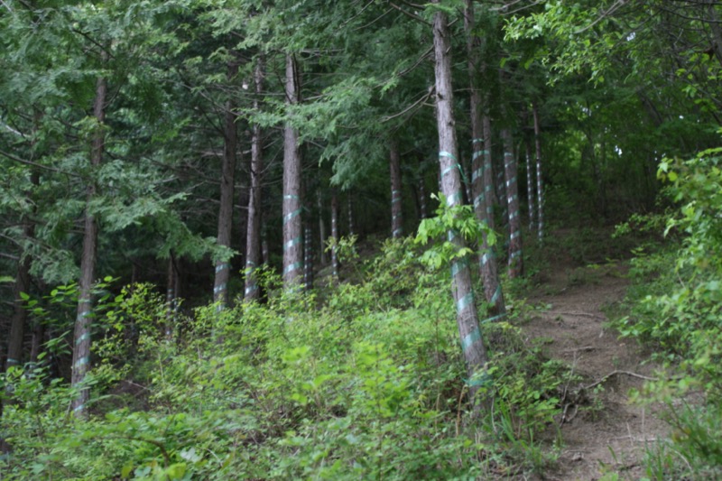 高川山